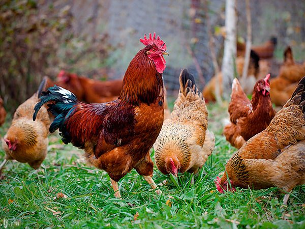 Породы куриц | ЗооТом - продажа, вязка и услуги для животных в Заринске